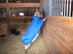 Oh, ok. If I can still do my "supergoat" pose, this coat'll work!